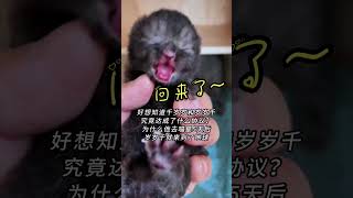 两只黑猫真的会有“协议”吗？我希望他们有...555555 #cat #cute #貓咪 #pets