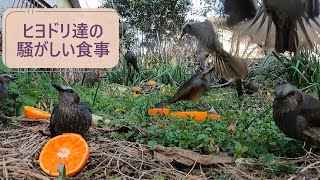 ヒヨドリ達の騒がしい食事