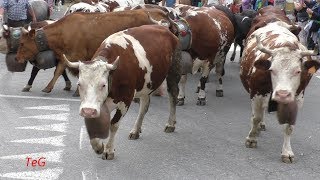 Transumanza di mucche per le vie di Pont Canavese 2019