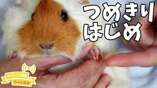 お正月早々にモルモットの爪切り始め　cute guineapig