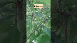 জলপাই গাছ, Olive tree #Shorts