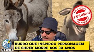 BURRO QUE INSPIROU O SHREK MORRE AOS 30 ANOS