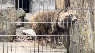 ホンドタヌキ ホト／野毛山動物園