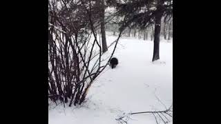 Porcupine In Tree