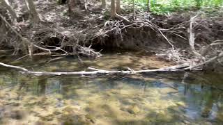 A behind the scenes look at Redside Dace spawning habitat