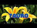 TAURO♉🐂NADA IMPEDIRÀ TU FELICIDAD! UN SECRETO SALE A LA LUZ! ♥️🥰