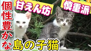 【猫島】子猫も十人十色！臆病なしまねこ｜愛知・篠島「しまねこうらら」#38