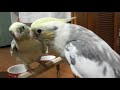 飼い主につられて歌うひなた オカメインコ cockatiel singing