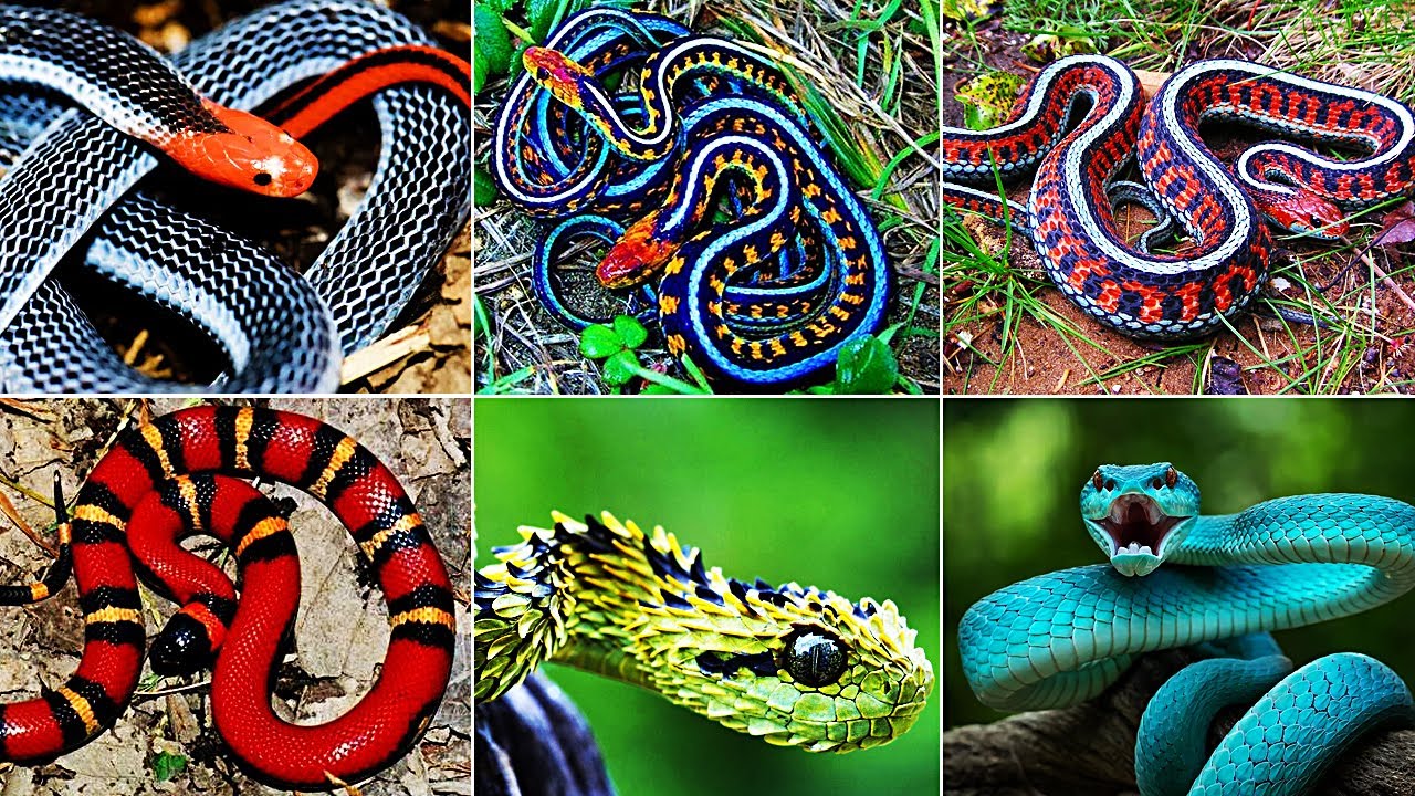 10 Most Beautiful Snakes In The World - YouTube