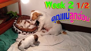 [จูเนียร์-ลูก #7/30] เอ็นดูคุณแม่ นั่งเฝ้า นอนเฝ้าลูก | สัปดาห์ที่ 2 1/2 (Week 2 1/2: Jack Russell)