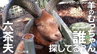 誰かを待つむっちゃん【六甲山牧場】大好きなスタッフを探してキョロキョロ