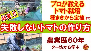 【トマト】失敗しないトマトの作り方（種まき・移植・定植まで）プロが教えます！！