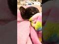 Adorable kitten rescued after trapped in drainpipe for hours #shorts