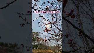 봄을알리는 살구 꽃봉우리. apricot flowers bud sign of spring. #박서진 지나야