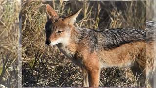 RHULANI MINUTE SAFARI - Jackal roaming around