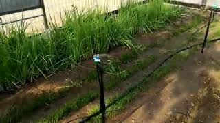 Spinnet sprinkler irrigaton micro-sprinkler working