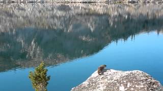 Marmot at Emigrant LakeDSCN7100