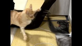 喧嘩の域を超え狂乱猫バトル！まるで狩り (Cat hunting instincts) [#Shorts]