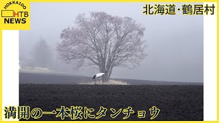 日本の美を凝縮したような幻想的な1枚　満開の一本桜とタンチョウ　写真愛好家が投稿　北海道・鶴居村