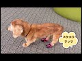 老犬ダックス17歳　初めて靴をはいてみた