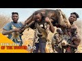 Hadzabe Tribe | Bush Pig Hunt Successful