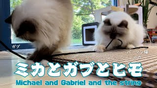 バーマン猫ミカとガブ【ミカとガブとヒモ】Michael and Gabriel and the string（バーマン猫）Birman/Cat