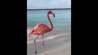 Flamingo Bird