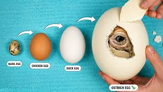 World’s Biggest vs Smallest Egg - Hatching Experiment