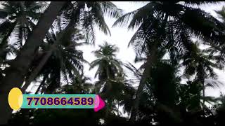 Total 12 Lakhs 45 cent coconut farm 3 km from Periyakulam