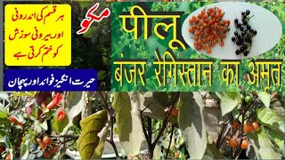 peelu /macko /peelak plant health benefits Arq e mako makoi plant k faidy benefits of solanum nigram