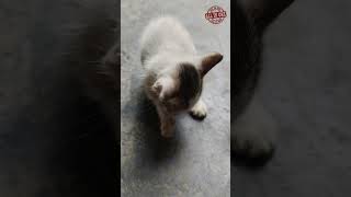 রাসূল সঃ একটি আদরের বিড়াল ছিল। #allinone #madebyrayhan #viralvideo #shors #grow #cat #4kvideo.