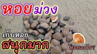 วันนี้หาหอยแบบสบายใจ คนน้อยได้หอยเยอะ #shellfish #หาดกระทิงลาย #thailand #pattaya