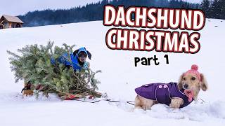 DACHSHUND CHRISTMAS - Funny Wiener Dogs Get Ready for The Holidays!