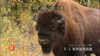 世界遺産　ウッド・バッファロー国立公園-Wood Buffalo national park HD映像素材