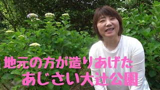 地元の方が造りあげた豊後大野市三重町にあるアジサイの大辻公園を朝さんぽ