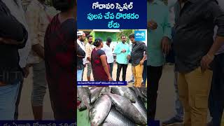 గోదావరి స్పెషల్.. పులస చేప #godavari Specila #pulasafish #godavarifloods #shorts #ytshorts #sakshitv