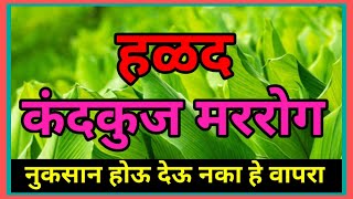 हळद /आद्रक (आले) कंदकुज पासून सुटका फक्त 5 ते 6 दिवसात..... #ट्रायकोडर्मा #जैविकबुरशीनाशक