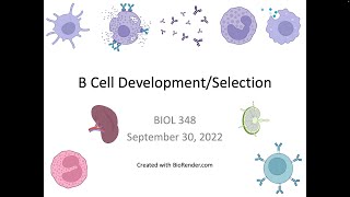 Immunology Fall 2022: Lecture 13 B Cell Development/Selection