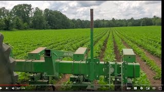 Soybeans After Final cultivation