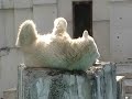 円山動物園ホッキョクグマ　高台で寝るララ　2011．8.17