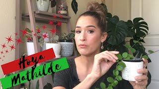 Hoya Mathilde | Happy Hoya-Days: Day 15 | Vlogmas 2019