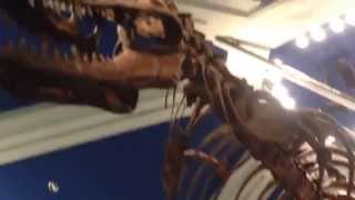 【WDW】日本には無いアトラクション「ダイナソー」の待機列@アニマルキングダム（Dinosaur at Animal Kingdom）