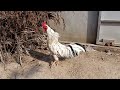 roosters sounds rooster crowing មាន់រងាវ មាន់ជល់ផ្លែដែក