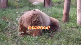 Brown Giant Panda Qizai七仔蹭痒痒也是无敌了，无敌小可爱。痒化反应的仔仔，过来我帮你挠挠哈哈哈