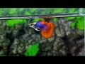 platinum dumbo red tail prtde guppy