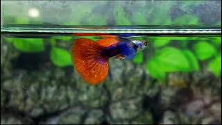 Platinum Dumbo Red Tail (PRTDE) Guppy