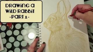 Drawing a Wild Rabbit pt 1 of 2 how to draw fur tutorial and chit-chat