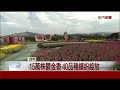 鬱金香花海盛開 春節連假搶先看