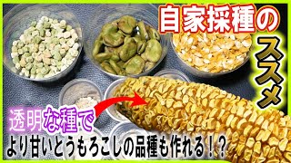 自家採種のススメ！自分の畑にベストマッチした種を作ろう！種代節約にも♪