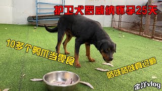 护卫犬罗威纳怀孕25天，10对公和鸭爪当零食，咯吱咯吱真过瘾